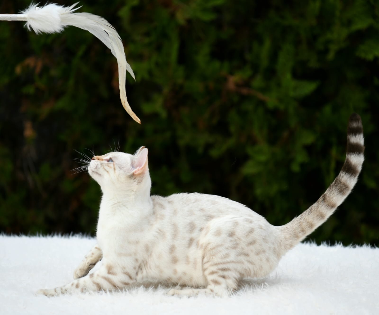 Eira, Bengal Snow Lynx de Etnika, fotografía original