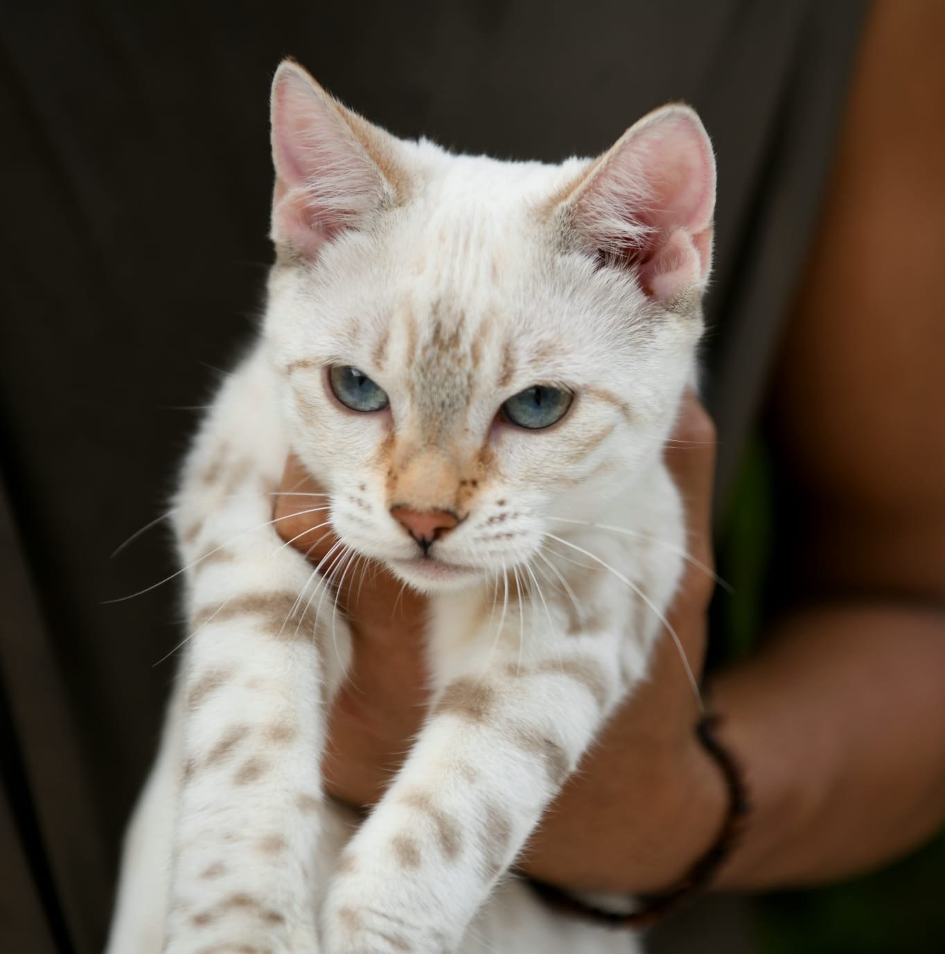 Eira, gata Bengal Snow Lynx de Etnika Cattery, España, fotografía 3
