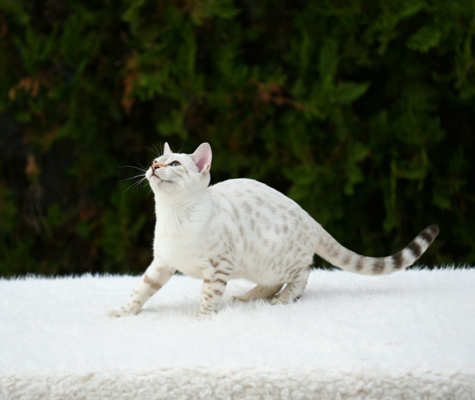 Eira, gata Bengal Snow Lynx de Etnika Cattery, España, fotografía 4