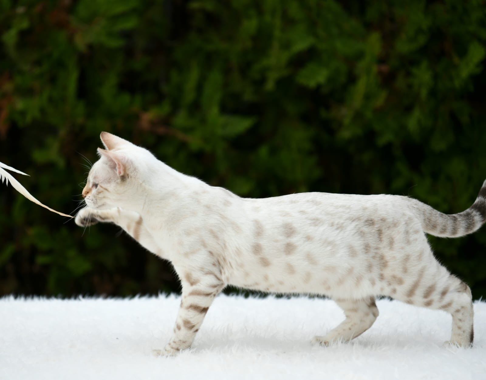 Eira, gata Bengal Snow Lynx de Etnika Cattery, España, fotografía 5