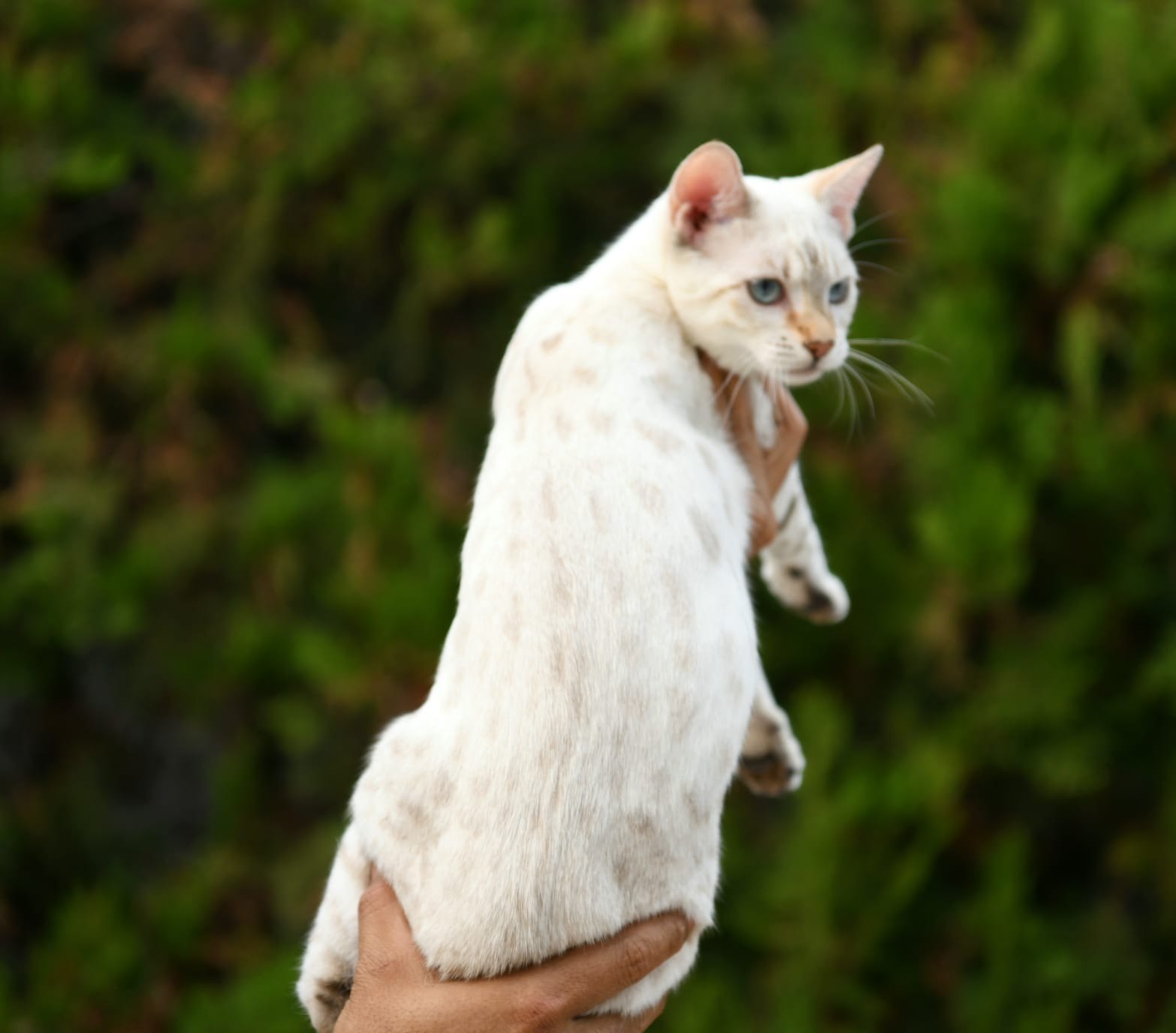 Eira, gata Bengal Snow Lynx de Etnika Cattery, España, fotografía 6
