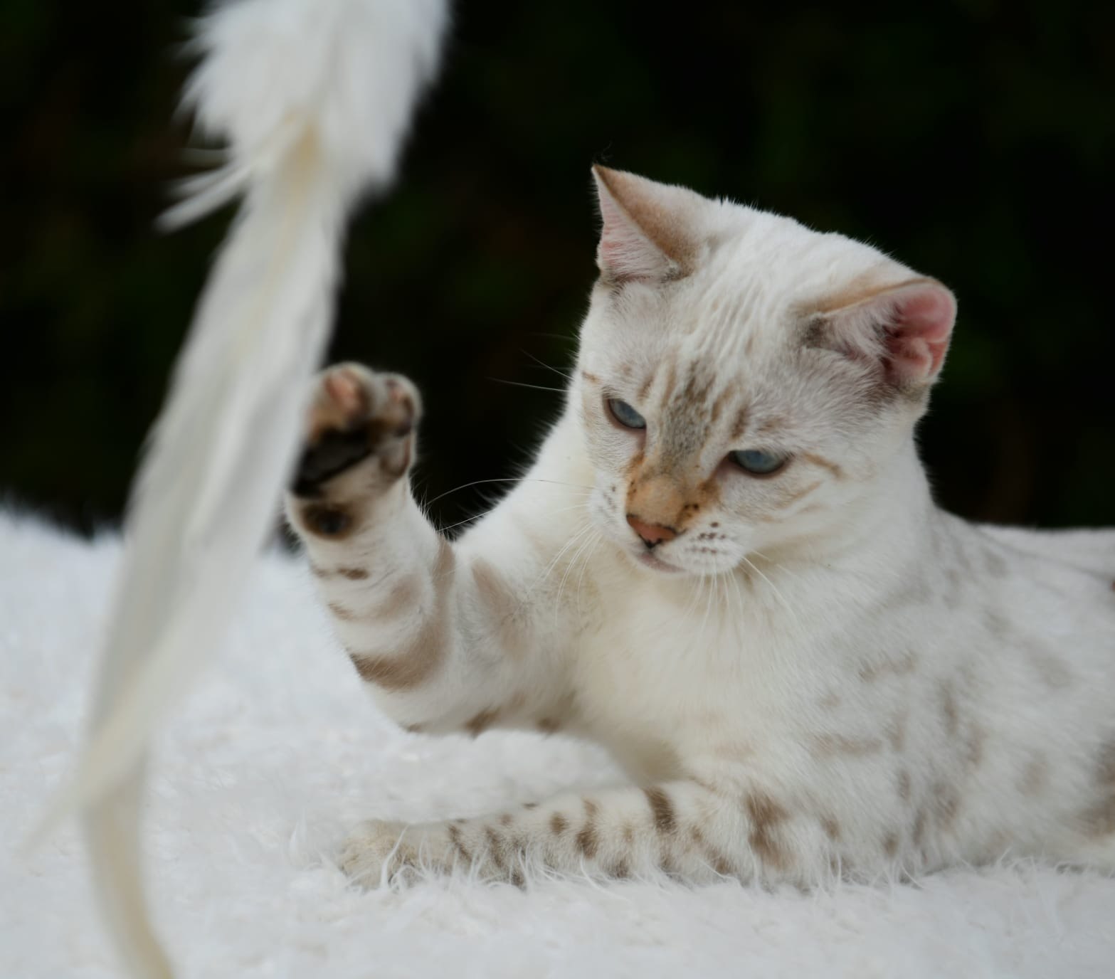 Eira, gata Bengal Snow Lynx de Etnika Cattery, España, fotografía 7