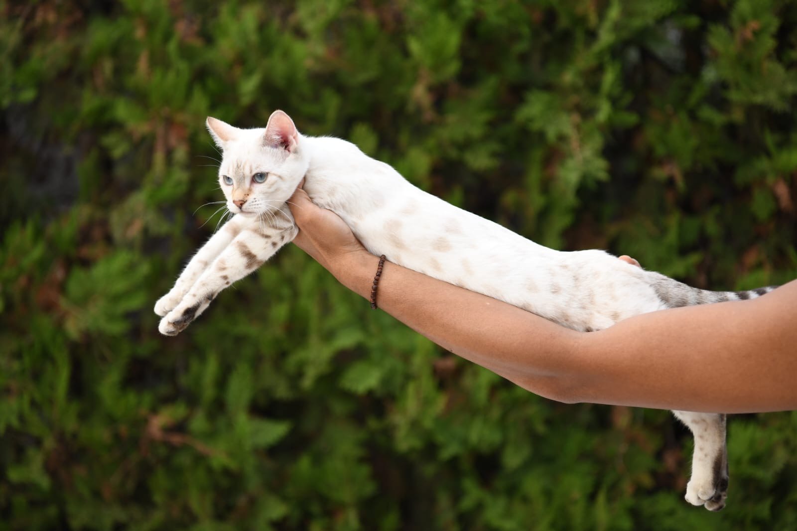 Eira, gata Bengal Snow Lynx de Etnika Cattery, España, fotografía 8