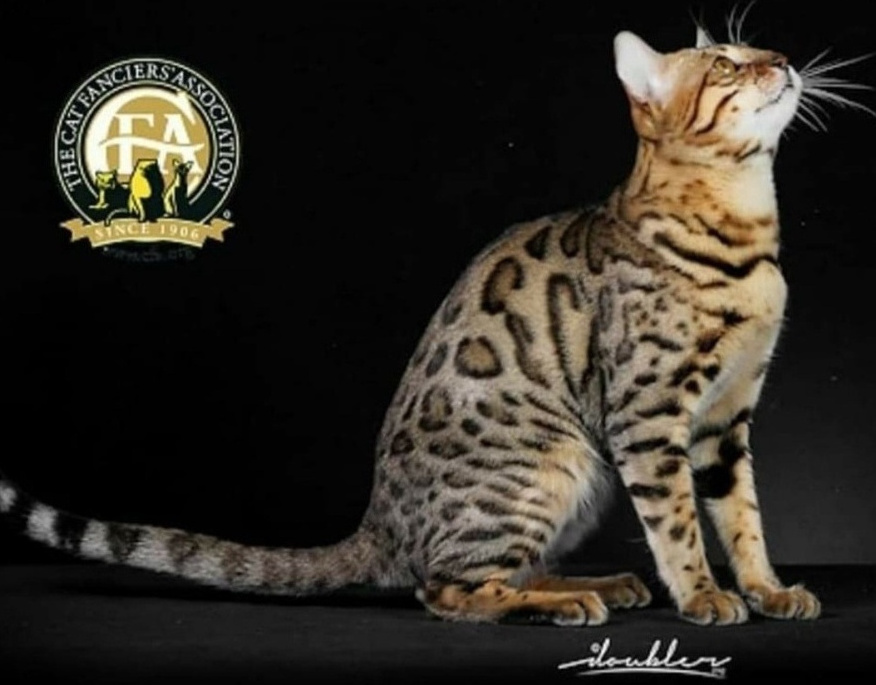 GC BWI DW Faraon-Show Kyle of Etnika — CFA 2019–2020