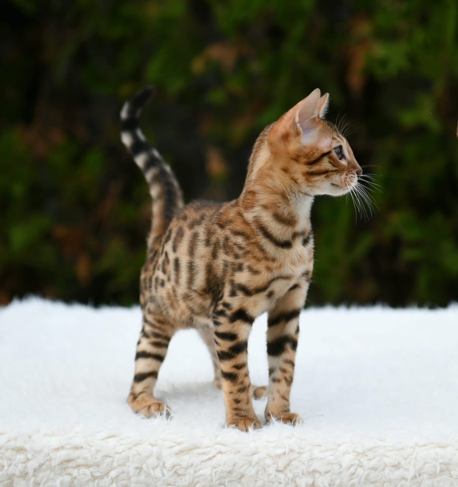 Marlo, gato Bengal brown rosetted de Etnika Cattery, España, fotografía 3